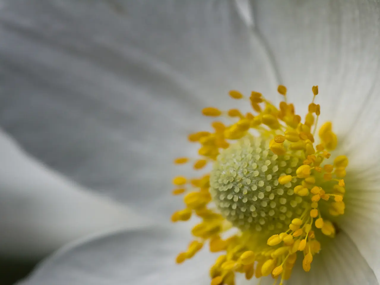 Ambrosia's bounty is now underway.