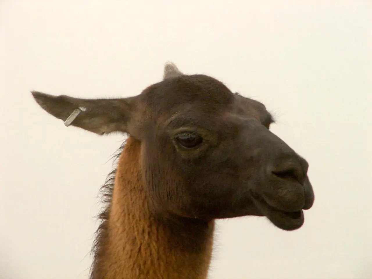 Unveiling the Mysterious Aspect of UFO Narratives: The Puzzle of Double Ear Canals