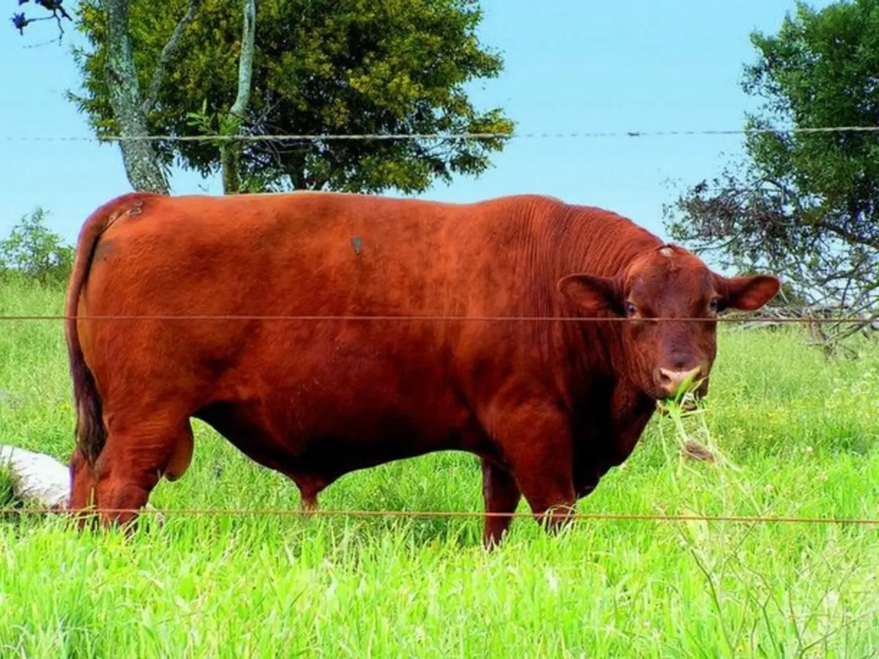 Bison populace rejuvenates Yellowstone's grassland landscapes
