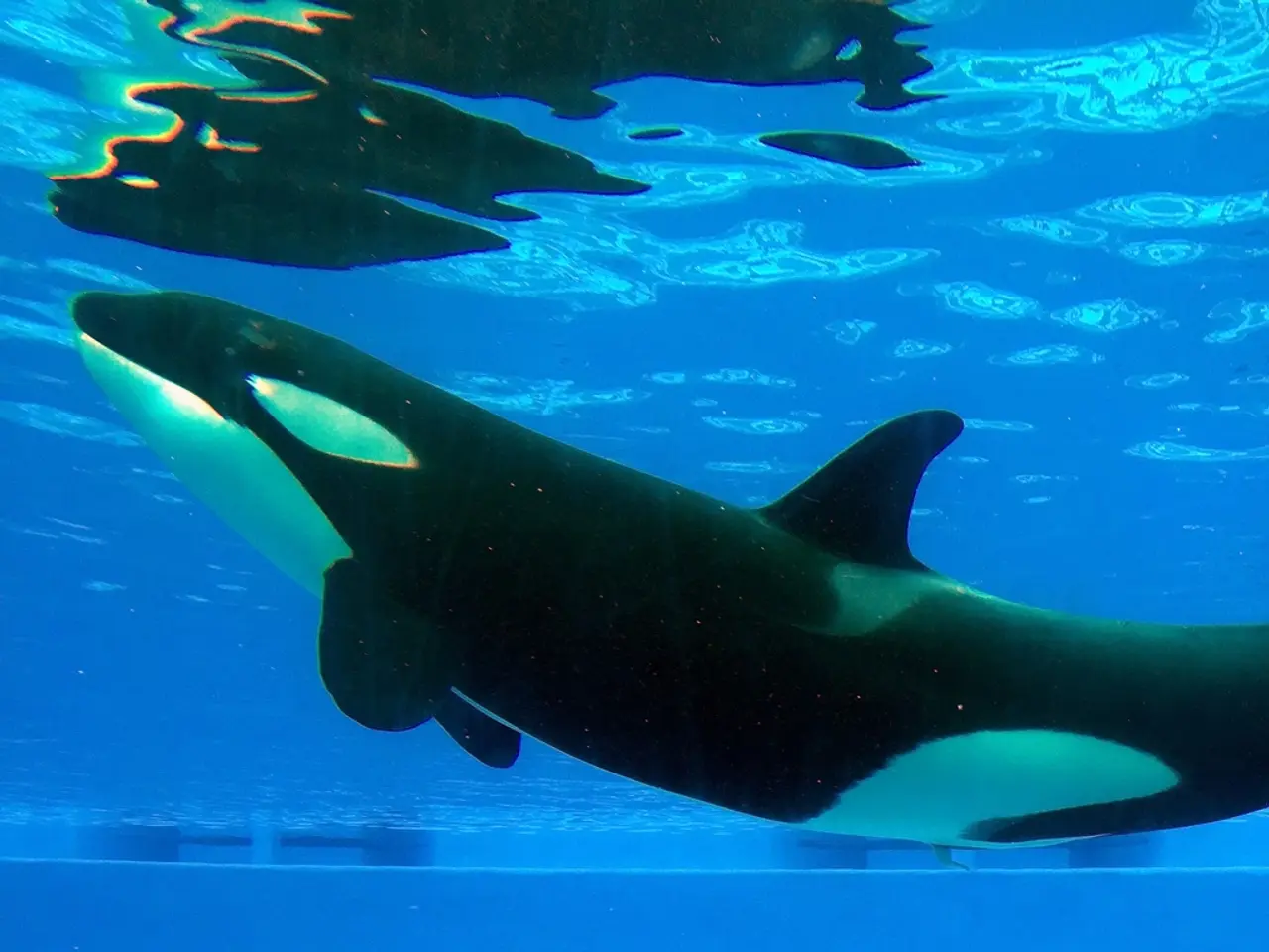 Giant from Dead Sea to Undergo Investigation