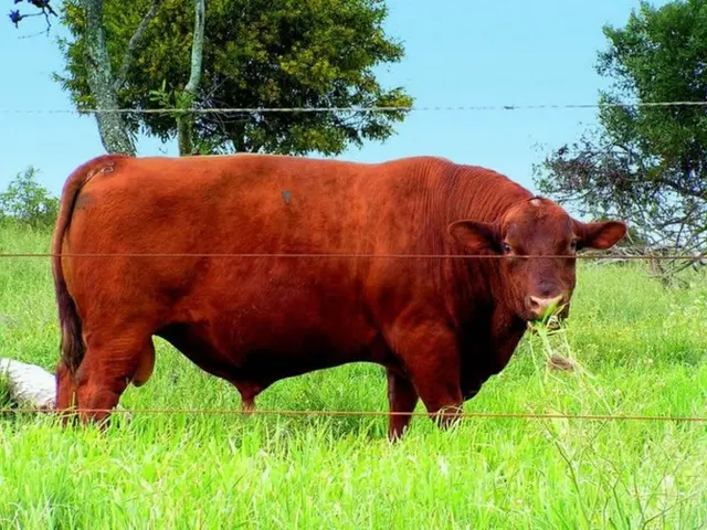 Bison populace rejuvenates Yellowstone's grassland landscapes